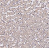 Anti-LAMC3 antibody produced in rabbit Prestige Antibodies® Powered by Atlas Antibodies, affinity isolated antibody, buffered aqueous glycerol solution