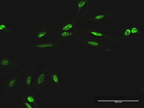 Anti-RIOK1 antibody produced in mouse purified immunoglobulin, buffered aqueous solution