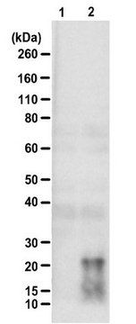 Anti-poly-(QAGR) serum, from rabbit