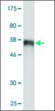 Monoclonal Anti-SIX2 antibody produced in mouse clone 1G11, purified immunoglobulin, buffered aqueous solution