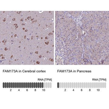 Anti-FAM173A antibody produced in rabbit Prestige Antibodies&#174; Powered by Atlas Antibodies, affinity isolated antibody, buffered aqueous glycerol solution