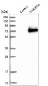 Anti-SIGLEC6 antibody produced in rabbit Ab1, Prestige Antibodies® Powered by Atlas Antibodies, affinity isolated antibody, buffered aqueous glycerol solution