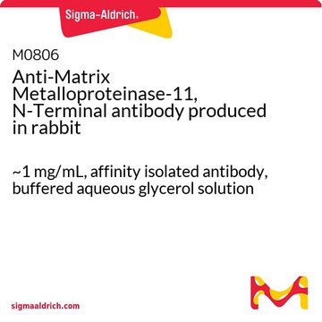 Anti-Matrix Metalloproteinase-11, N-Terminal antibody produced in rabbit ~1&#160;mg/mL, affinity isolated antibody, buffered aqueous glycerol solution