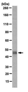 Anti-EMAPII Antibody, clone M7/1, (Preservat ive free) clone M7/1, from rat