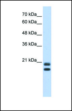 Anti-SRGN antibody produced in rabbit affinity isolated antibody