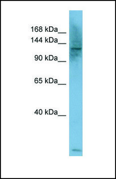 Anti-PLCB1 antibody produced in rabbit affinity isolated antibody