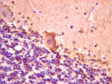 Anti-NeuroD 2 Antibody Chemicon®, from rabbit