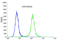 Anti-ATM Antibody recombinant, expressed in proprietary host, clone SP224, affinity isolated antibody