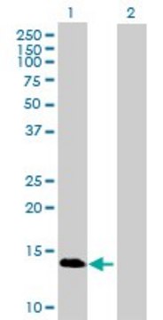 Anti-GBA3 antibody produced in mouse purified immunoglobulin, buffered aqueous solution