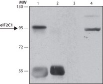 Anti-EIF2C1/Ago1 (N-terminal) antibody produced in rabbit ~1.0 mg/mL, affinity isolated antibody, buffered aqueous solution