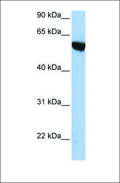 Anti-APBA3 antibody produced in rabbit affinity isolated antibody