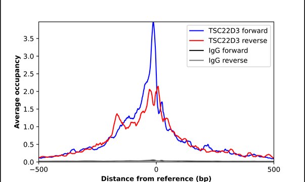 Anti-TSC22D3 antibody produced in rabbit Prestige Antibodies® Powered by Atlas Antibodies, affinity isolated antibody