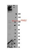 Anti-PMS2 antibody produced in rabbit affinity isolated antibody