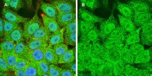 Anti-STAT1 (alpha &amp; beta) clone 3G14 ZooMAb® Rabbit Monoclonal recombinant, expressed in HEK 293 cells