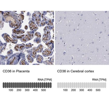 Anti-CD36 antibody produced in rabbit Prestige Antibodies&#174; Powered by Atlas Antibodies, affinity isolated antibody, buffered aqueous glycerol solution