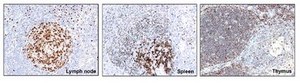 Anti-BCL7A Antibody, clone 15C clone 15C, from mouse