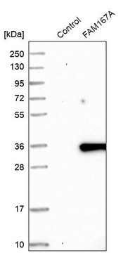 Anti-FAM167A antibody produced in rabbit Prestige Antibodies® Powered by Atlas Antibodies, affinity isolated antibody, buffered aqueous glycerol solution