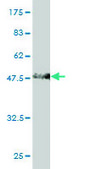 ANTI-RBP4 antibody produced in mouse clone 3D12, purified immunoglobulin, buffered aqueous solution