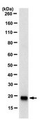 Anti-Pin1 Antibody, clone 5B4.1 clone 5B4.1, from mouse