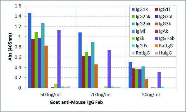 Anti-Mouse IgG Fab antibody, Goat monoclonal recombinant, expressed in HEK 293 cells, clone RMG05, purified immunoglobulin