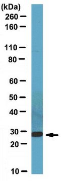 Anti-CCDC53 Antibody from rabbit