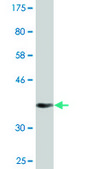 Monoclonal Anti-CRTC2 antibody produced in mouse clone 1E6, purified immunoglobulin, buffered aqueous solution