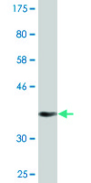 Monoclonal Anti-CRTC2 antibody produced in mouse clone 1E6, purified immunoglobulin, buffered aqueous solution