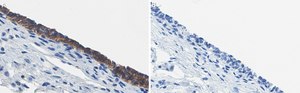 Anti-ErbB2/HER-2 Antibody, clone 1B13 ZooMAb® Rabbit Monoclonal recombinant, expressed in HEK 293 cells