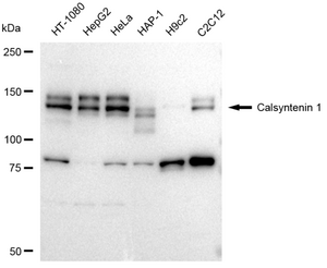 KD-Validated Anti Calsyntenin 1 Antibody, clone 23GB3725, Rabbit Monoclonal clone 23GB3725, recombinant rabbit monoclonal, expressed in HEK293 cells