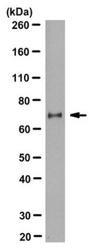 抗-Regnase-1Zc3h12a抗体，克隆15D11 clone 15D11, from rat