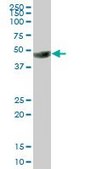 Anti-BSG antibody produced in mouse purified immunoglobulin, buffered aqueous solution