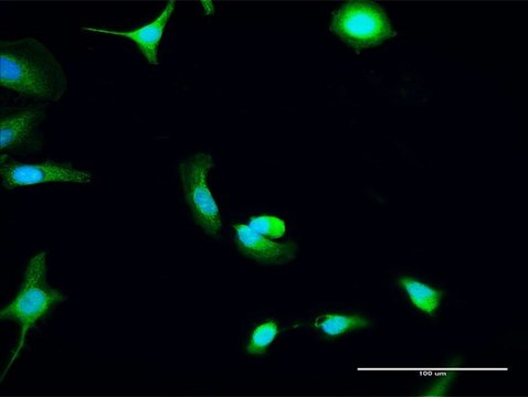 Anti-C8ORF33 antibody produced in rabbit purified immunoglobulin, buffered aqueous solution