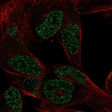 Anti-CTHRC1 antibody produced in rabbit Prestige Antibodies&#174; Powered by Atlas Antibodies, affinity isolated antibody