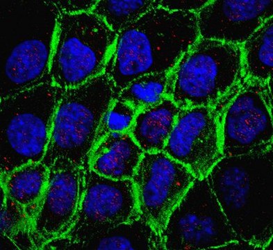 Anti-TXNIP Antibody, clone 3A7.1 clone 3A7.1, from mouse