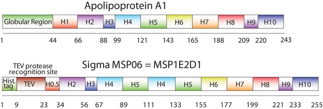 Membrane Scaffold Protein 1E2D1 recombinant, expressed in E. coli, buffered aqueous solution