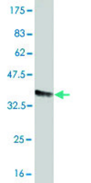 Monoclonal Anti-FCGR2A antibody produced in mouse clone 3E8, purified immunoglobulin, buffered aqueous solution