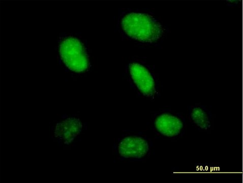 Anti-HDX antibody produced in mouse IgG fraction of antiserum, buffered aqueous solution