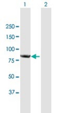 Anti-CNOT10 antibody produced in mouse purified immunoglobulin, buffered aqueous solution