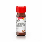 L-乳酸脱氢酶 来源于牛心脏 Type XVII, buffered aqueous glycerol solution, ≥400 units/mg protein