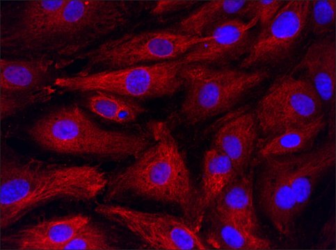 Anti-RS1 (66-78) antibody produced in rabbit IgG fraction of antiserum, buffered aqueous solution