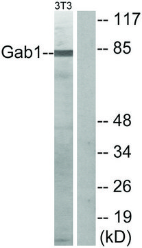 Anti-GAB1 antibody produced in rabbit affinity isolated antibody