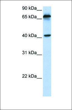 Anti-MICA antibody produced in rabbit affinity isolated antibody