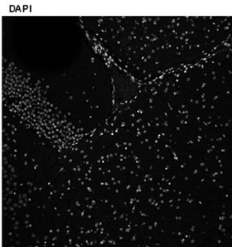 Anti-Histone H1E frameshift Antibody, clone 1D8 ZooMAb&#174; Rabbit Monoclonal recombinant, expressed in HEK 293 cells