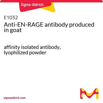 抗-EN-RAGE 山羊抗 affinity isolated antibody, lyophilized powder