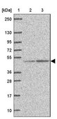 Anti-EEF1A2 antibody produced in rabbit Prestige Antibodies® Powered by Atlas Antibodies, affinity isolated antibody, buffered aqueous glycerol solution