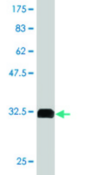 Monoclonal Anti-GPR154 antibody produced in mouse clone 2F5, purified immunoglobulin, buffered aqueous solution