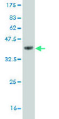 ANTI-DLX1 antibody produced in mouse clone 3F9, purified immunoglobulin, buffered aqueous solution