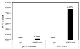 Anti-trimethyl-Histone H3 (Lys36) Antibody, clone MC86, rabbit monoclonal clone MC86, Upstate®, from rabbit