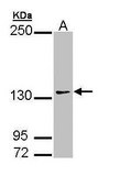 Anti-AUTS2 antibody produced in rabbit affinity isolated antibody, buffered aqueous solution