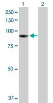 Anti-PIBF1 antibody produced in mouse purified immunoglobulin, buffered aqueous solution